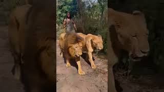 Download lagu ~asli raja rimba~ mp3