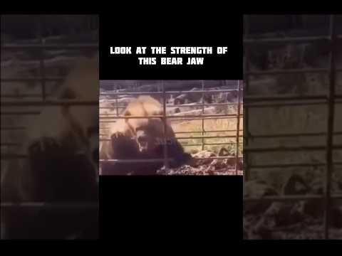 Nature’s Nightmare😱😳 #facts #story #darkhistory #mystery #nature #shorts #bear