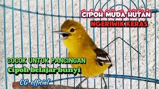 Download lagu SIRTU CIPOH NGERIWIK KERAS AMPUH BUAT PANCINGAN SIRTU BAHAN@cipowgunungofficial7418 mp3