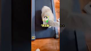 パッパ「父さんな、これからはゲーム実況で稼いでいこうと思うんだ」【2ch】#shorts #2chおもしろスレ