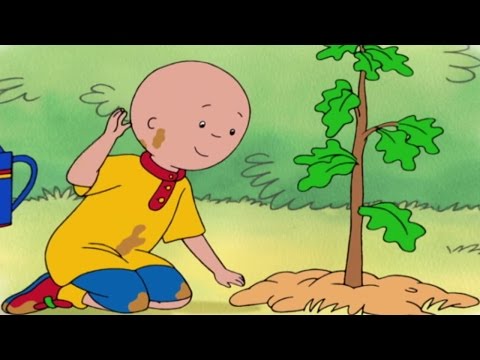 Caillou Full Episodes | CAILLOU PLANTS A TREE | 4 HOUR MEGA COMPILATION | Videos For Kids