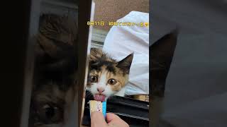 三毛の子猫ファミリー計画11 にゃんちぃ確保までの時系列　 #ニャンキー 　 #三毛猫 　 #猫のいる暮らし #子ネコ