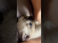 Siamese kitten! Adorable 🥹☺️🥰 #subscribe #like #cat #siam #kitten #cute #christmas