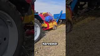 Pumpkin Crushing for Seeds in Russia 🎃🚜🌱