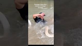 Download lagu Serangan king cobra monster di sungai keramat ...!!!! #kingcobra #ular mp3 Download lagu Serangan king cobra monster di sungai keramat ...!!!! #kingcobra #ular mp3
