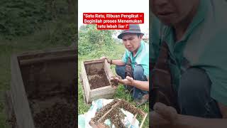 Download lagu 'Satu Ratu, Ribuan Pengikut – Beginilah Cara Menemukan ratu lebah liar!' #ratulebahliar #budidaya mp3