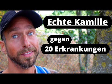 Echte Kamille gegen 20 Erkrankungen - Merkmale, Anwendung, Inhaltsstoffe, Botanik
