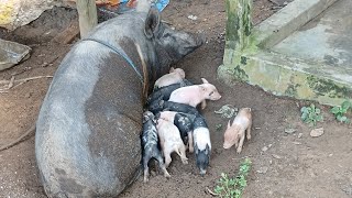Pig baby 1 day to 25 day full video nonstop don't miss this video  _ pig farming local #viral #pig
