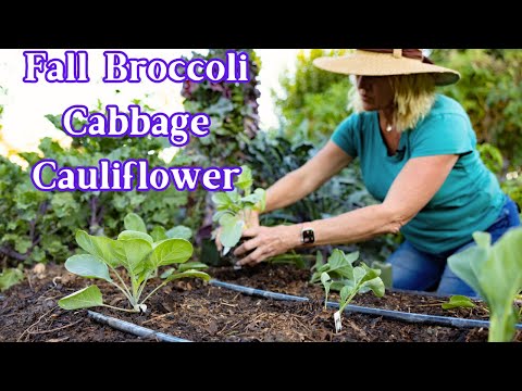 Fall Planting Guide to Growing Cabbage, Broccoli & Cauliflower
