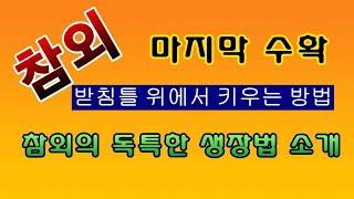 [텃밭농부.730]  참외의 독특한 생장특성. #참외재배
