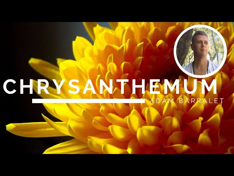 Chrysanthemum - The Oil of Shining Bright