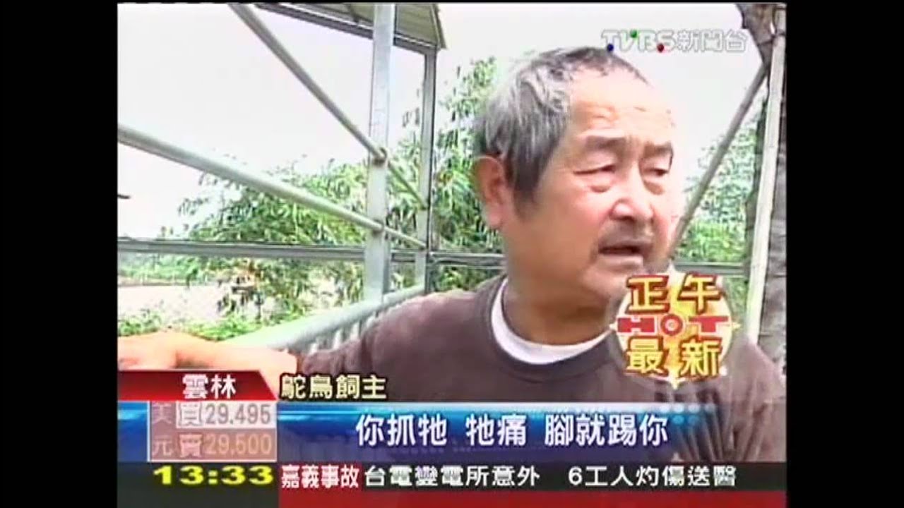 鴕鳥越欄逛大街　警找百尺、罩頭逮回
