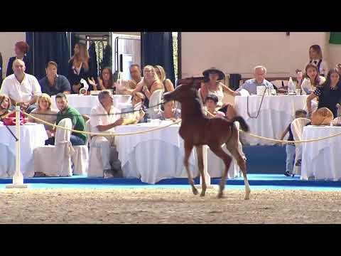 N.108 AV DORALD - Italian Nationals 2018 - Futurity Colts (Class 14)