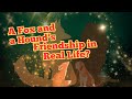 More Than Just A Story Can A Fox And A Hound Really Be Friends