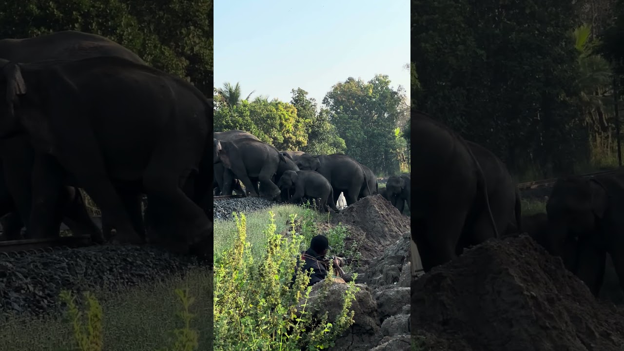 Elephant cross road #elephant