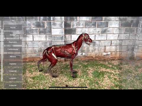 3D Dog Anatomy Video