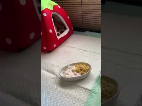 Baby Skunk Sounds While Talking to Human