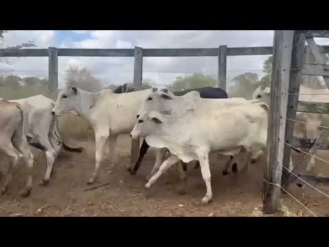  33 Bezerros Nelores na balança a 25 reais em Juarez Távora/ Paraíba. Whatsapp 84 99810 2784*#gado 