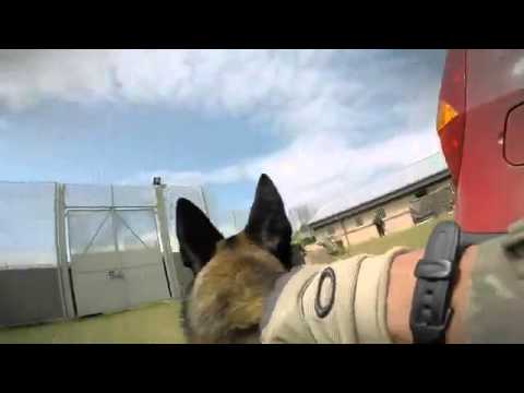 On patrol with Military Protection Dog Taran