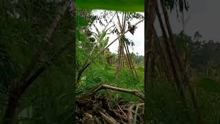 Download lagu detik detik dapat burung kapasan kemiri #pikat #burung #gacor mp3