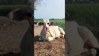 Download lagu nagsasalitang baka mp3