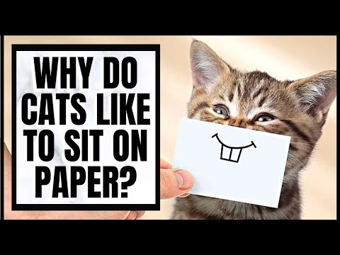 Why Do Cats Like To Sit On Paper?