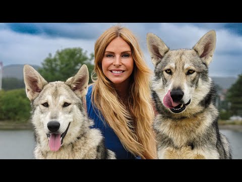 THE SAARLOOS WOLFHOND - SOUL OF THE WILD OR DANGEROUS WOLFDOG?