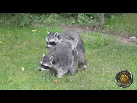 mating raccoons