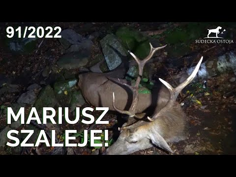 SUDECKA OSTOJA 91/2022 Hunting STAGS in Polish Forests