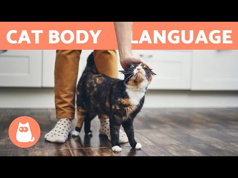 Why Does My CAT RUB Against My LEGS? 🐱 Answer May Surprise You!