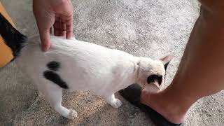 แมวจรบาดเจ็บ