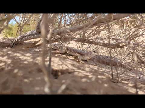 Desert iguana (Dipsosaurus dorsalis)