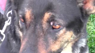 Westside German Shepherd Rescue (Short Documentary)