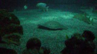 i wanna be a little fishy (Thomas Fehlmann)