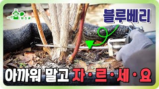 정지전정이 5년의 수확량을 좌우합니다 ㅣ 블루베리 정지전정의 모든것 ㅣ 과감하게 자르세요 ㅣ 순서부터 방법까…