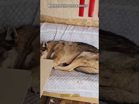 Wild Wolves Just Walked Into His Living Room Like Pets #wolves #wolf 🐺