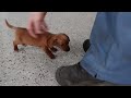 Miniature Dachshund dogs for sale: Beauty - Video 1