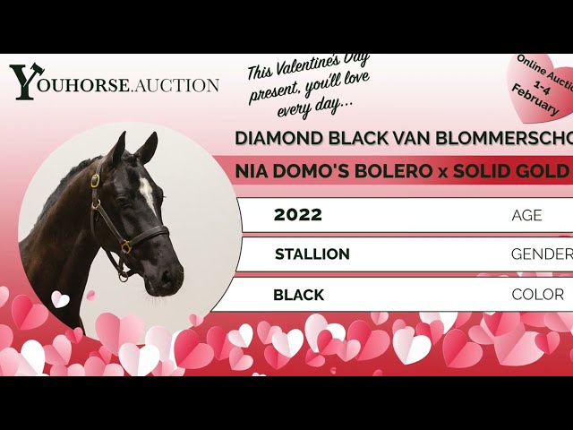 Diamond Black van Blommerschot Westfalen stallion approval Münster- Handorf