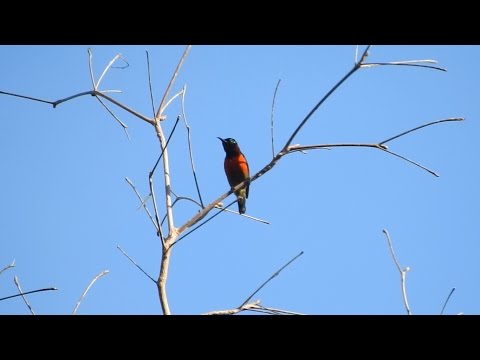 Nektárovka hájová (Leptocoma sperata) — spev a hlas v prírode