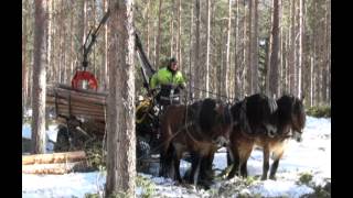 preview picture of video 'Three horse hitch winter logging in Swedish Lapland'