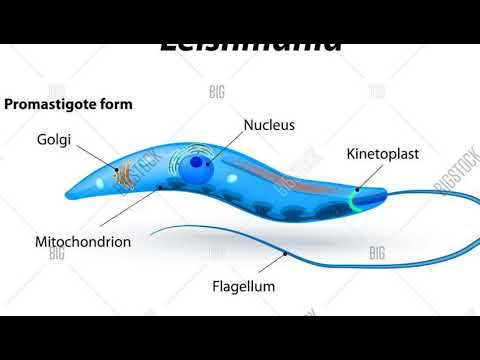 TAENIA tenia SOLIUM BY PHANINDRA GUPTHA