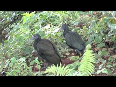 Mesembrinibis cayennensis