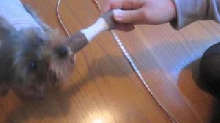 ニームデンタルボーン