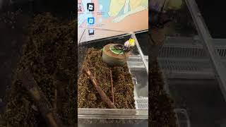 【閲覧注意】2026年8月29日 カブトムシたちの名前決めました🤣 Part2