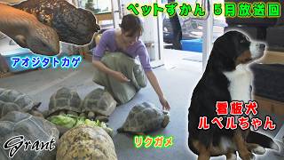 ペットずかん 2026年 5月放送回 Grant