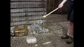 Snow Leopard Feeding 2 at Binder Park Zoo
