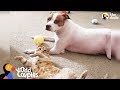 Dog And Cat Secretly Hang Out When No One Is Looking ELMO EMMA The Dodo Odd Couples