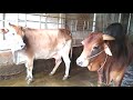 BiG Bull Mating Videos