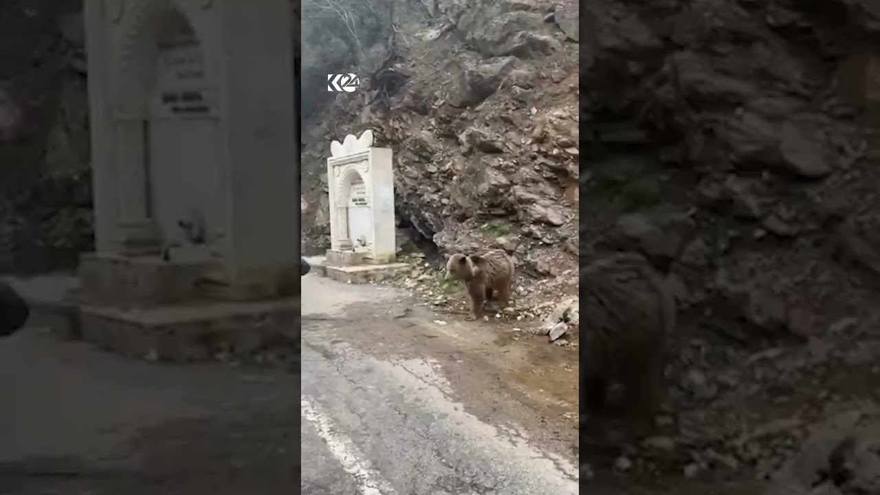 ڤیدیۆ | ورچێک بەبێ ترس خواردن لە ھاووڵاتییەک وەردەگرێت, دیمەنەکە لە باکووری کوردستان تۆمار کراوە