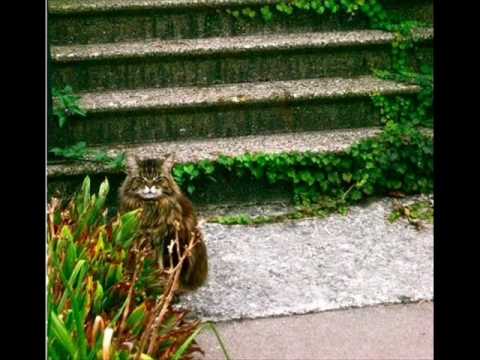 Stomp - Young Buck, The Game, Ludacris (WCAT Remix) - THE WORLD CLASS ART THIEVES